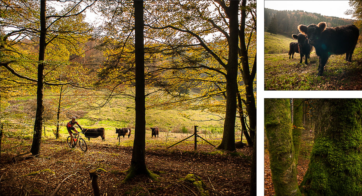 Sure_Luxembourg_Compo_1