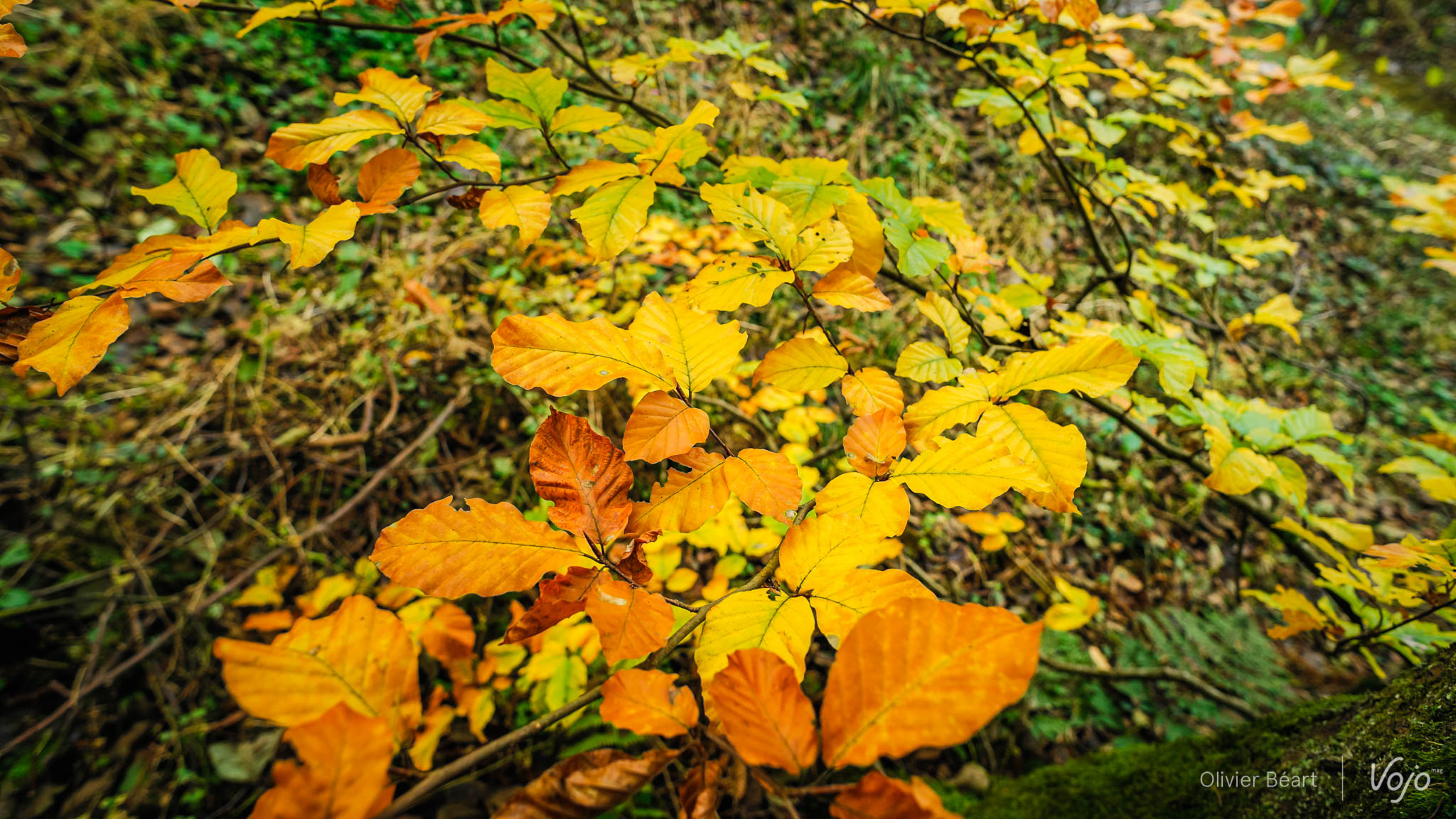 Sure_Luxembourg_Right_Copyright_OPhoto_OBeart-6