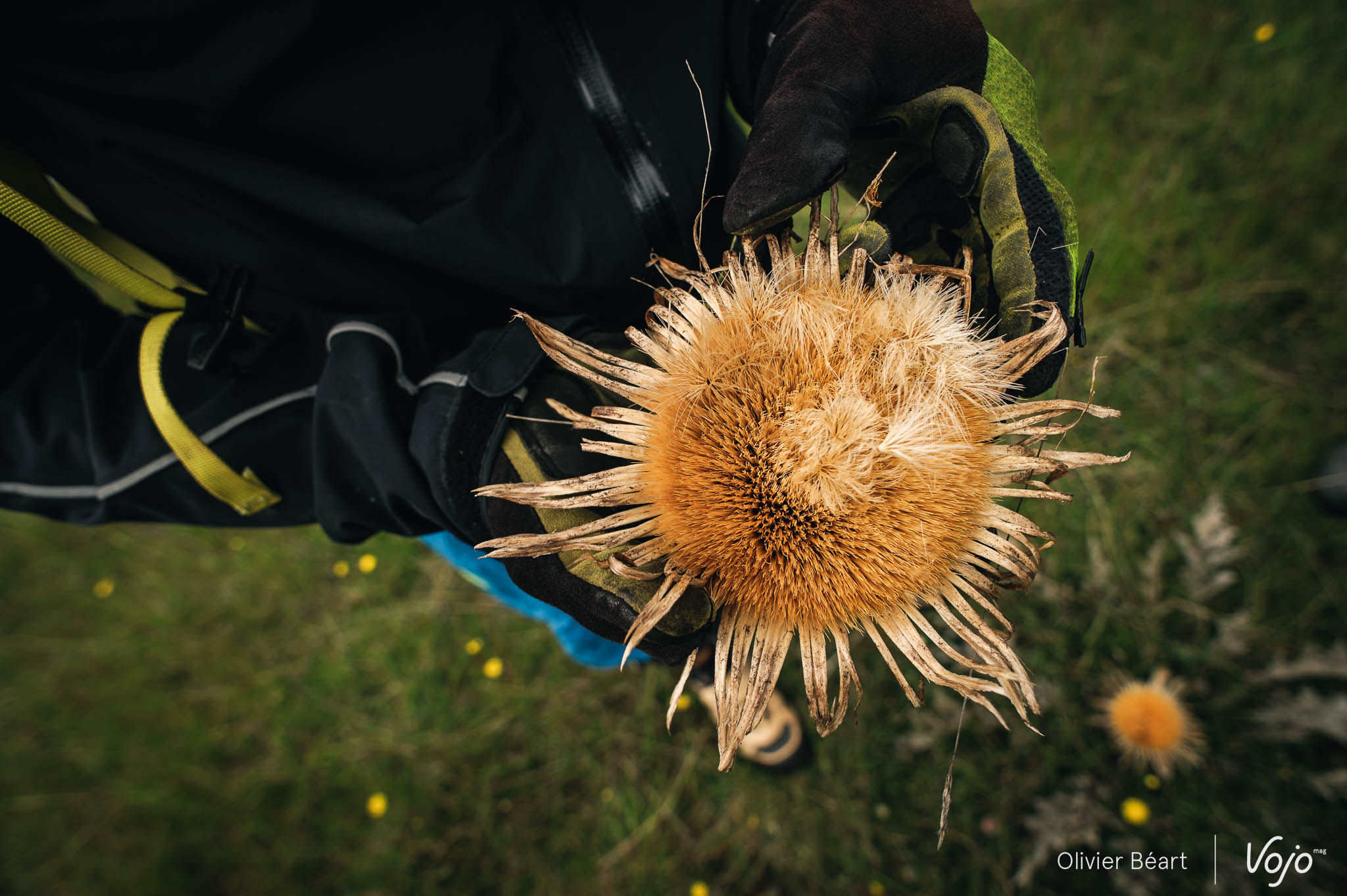 Un chardon des causses et sa fleur en forme de soleil, emblème des Cévennes.