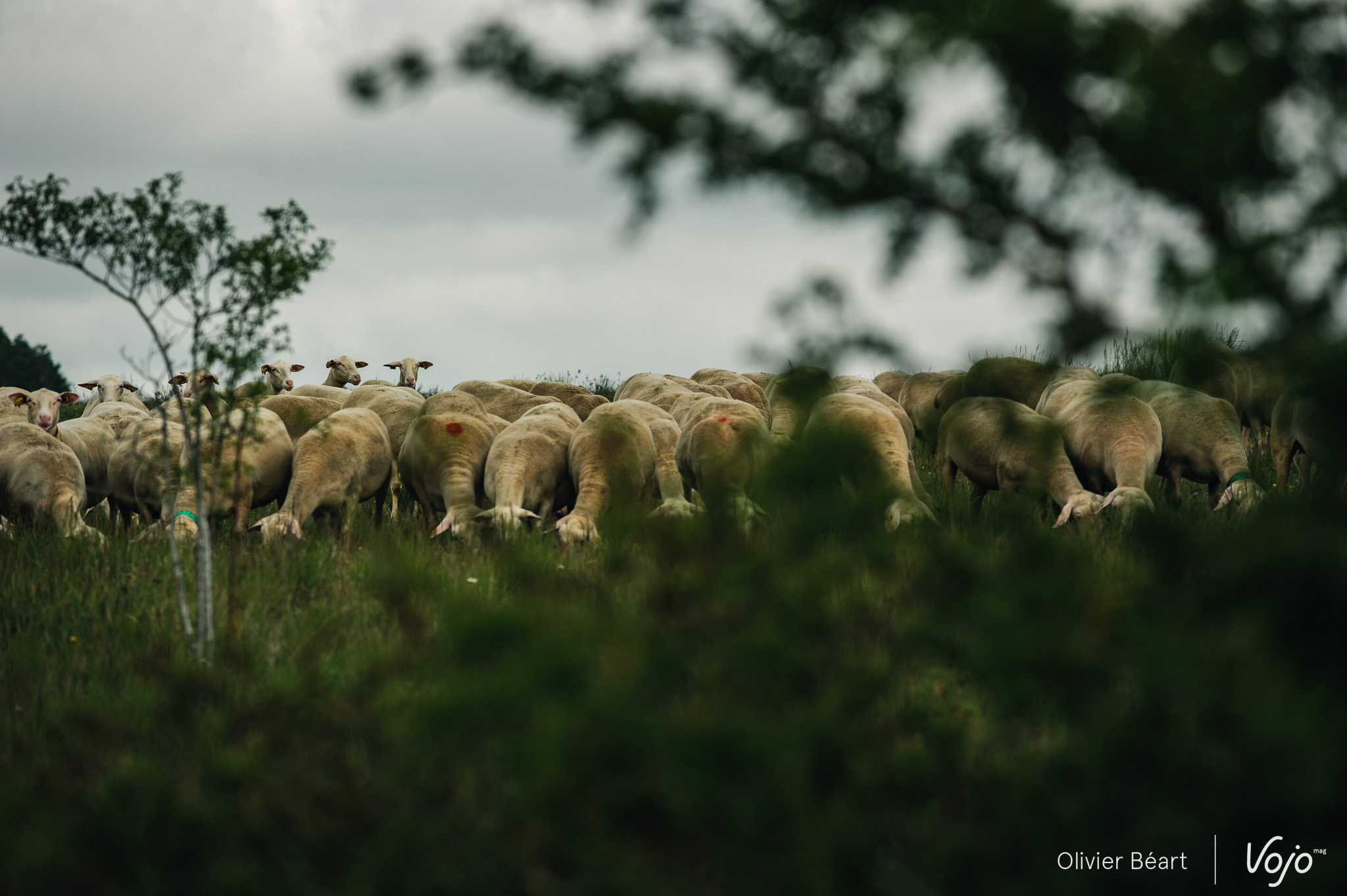 Les clôtures entres les pâtures s’enjambent au moyen de petites passerelles aménagées pour les promeneurs. Dans leurs pâtures, la plupart des brebis ne nous remarquent pas… même si quelques-unes semblent intéressées par nos machines colorées.