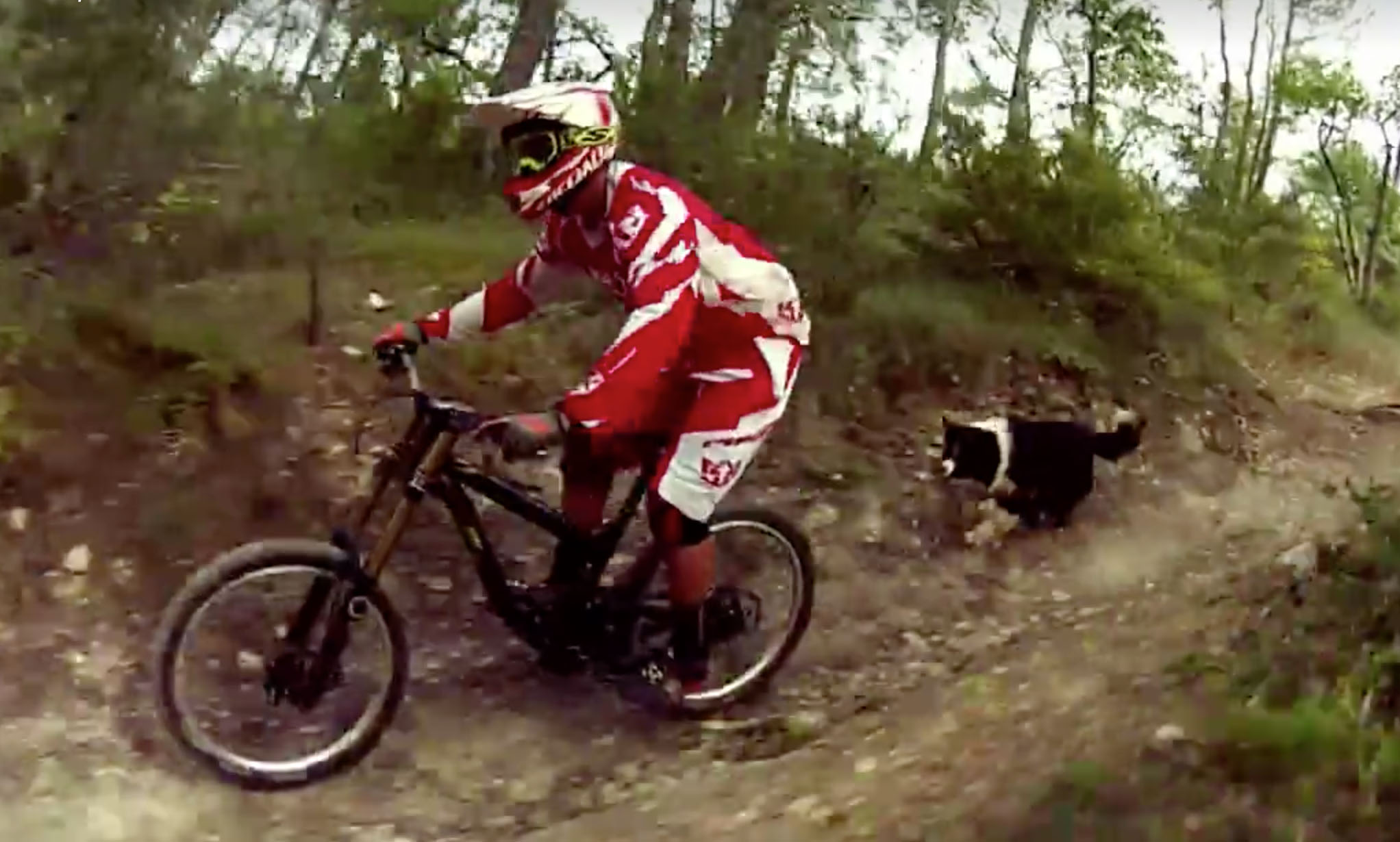 Heaven, le toutou tout terrain !