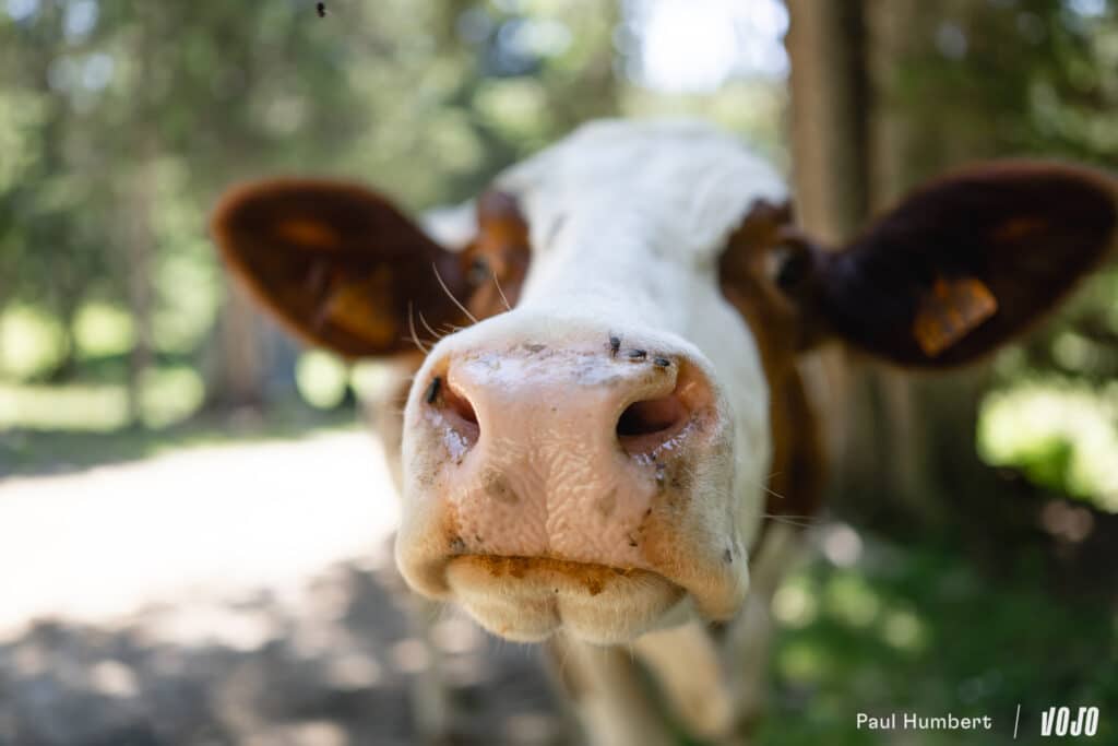 Pass’Portes 2025 : portraits de pass’porteurs et ambiances 